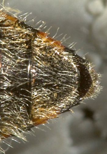 Media type: image;   Entomology 24428 Aspect: pygidium